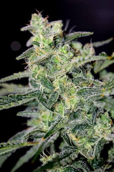 Uptown Haze AKA Piff